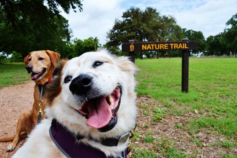 Planning a Dog Days of Summer Day Trip