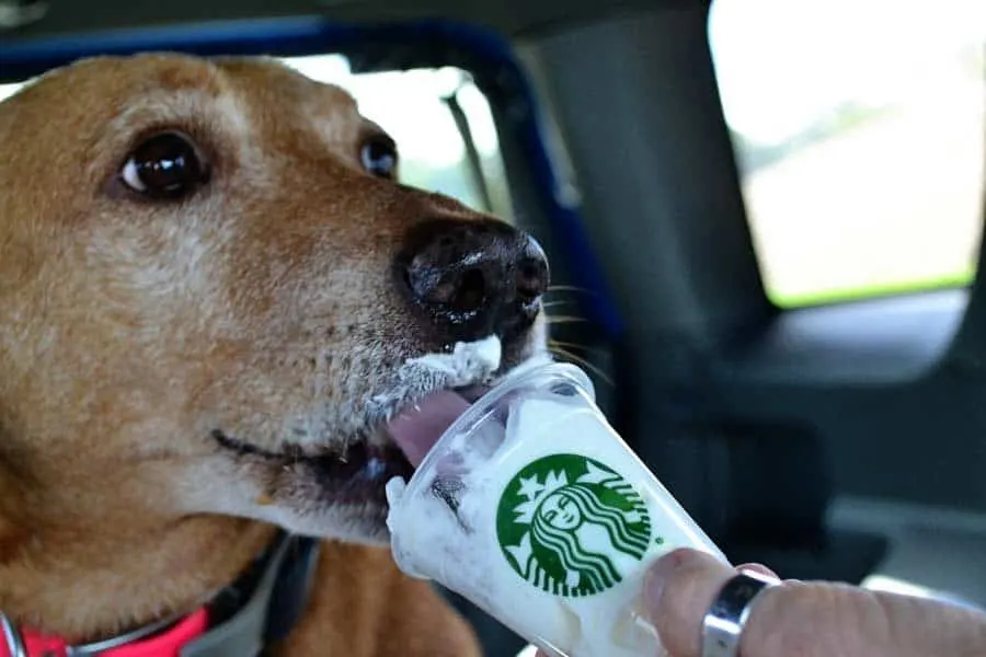 dog enjoying Starbucks Puppuccino
