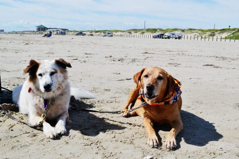 Our Dog-Friendly Port Aransas Getaway