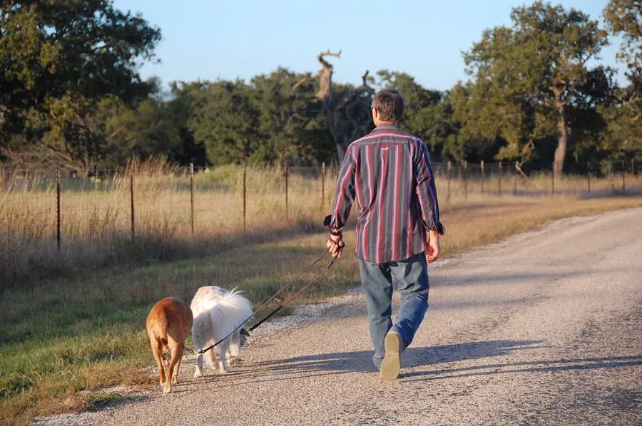 walk two dogs at once with two leashes