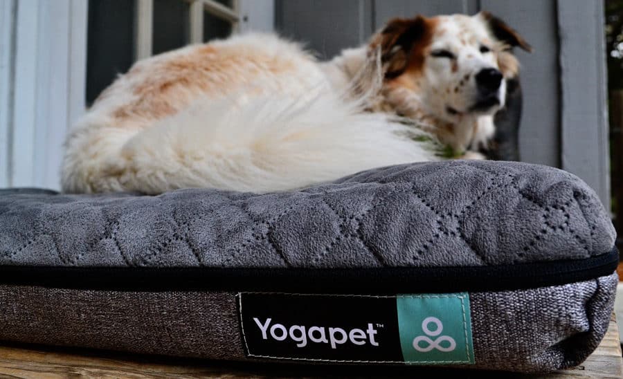 yogapet-sleepy