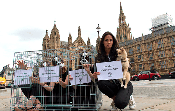 2016 in Review: Fashion World Stands Up for Homeless Pets