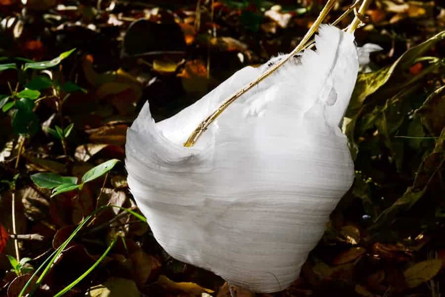 frost-flower1