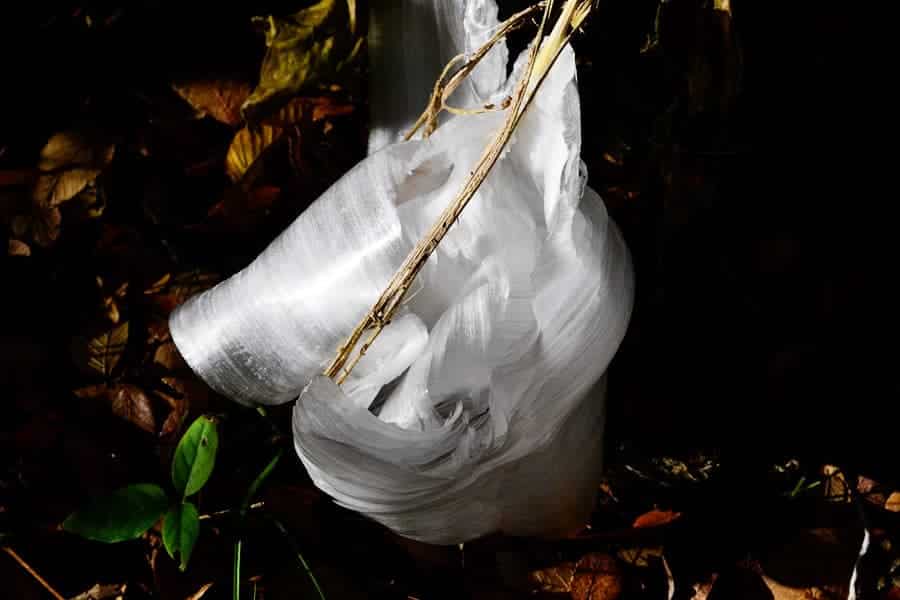 frost-flower4