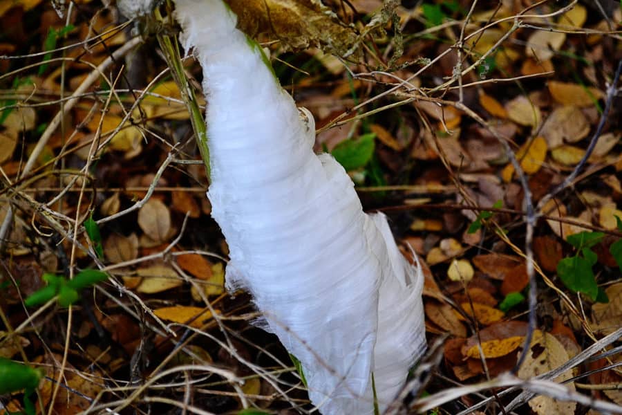 frost-flower5