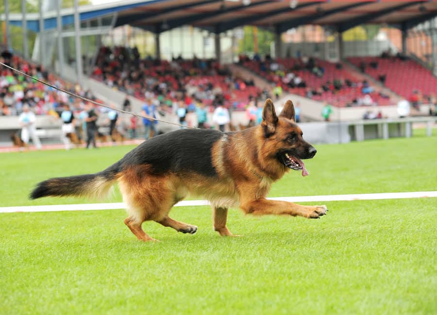 dog on baseball field