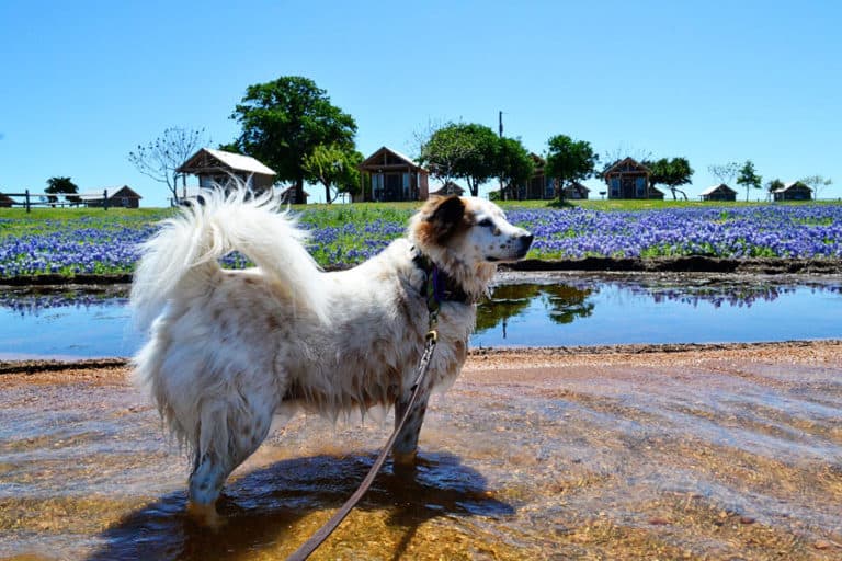 10 Fun Ways to Celebrate Spring with Your Dog