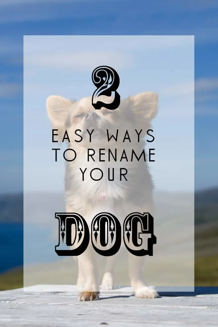 two easy ways to rename your dog