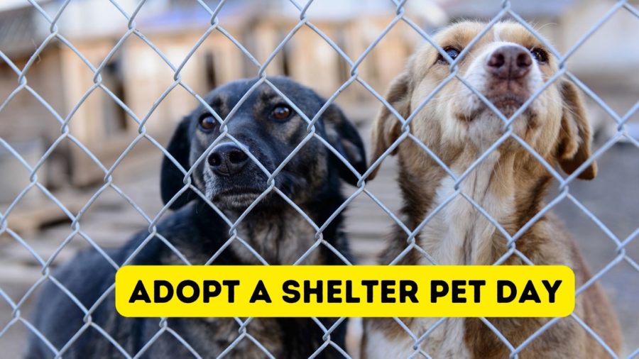 National Adopt A Shelter Pet Day (and what you need to do!)