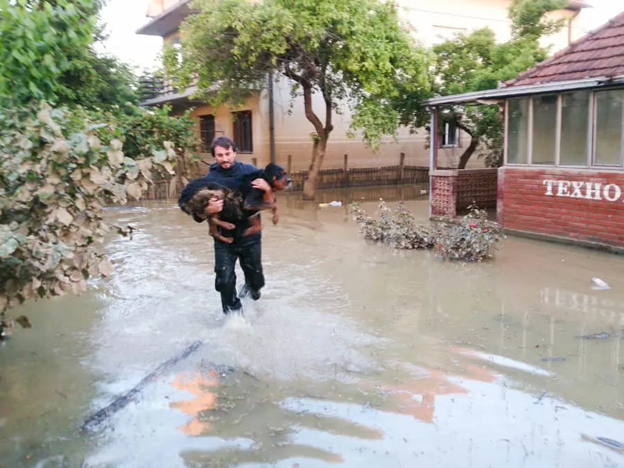 dog in flood