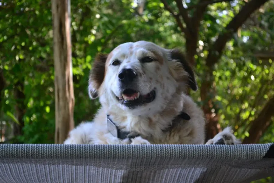 dog on elevated dog cot
