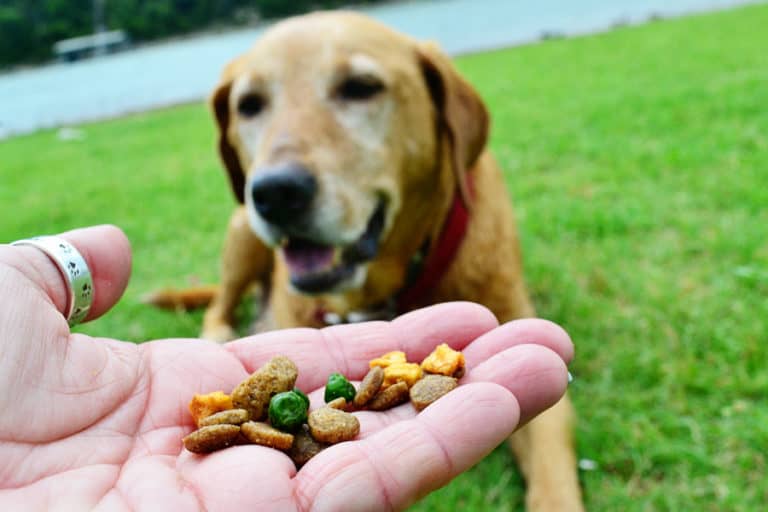 Using Your Dog’s Meal as Training Treats–and Travel Treats!