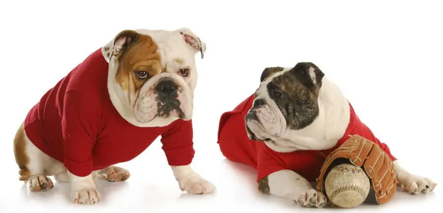 Astros Athletic Wear for Dogs