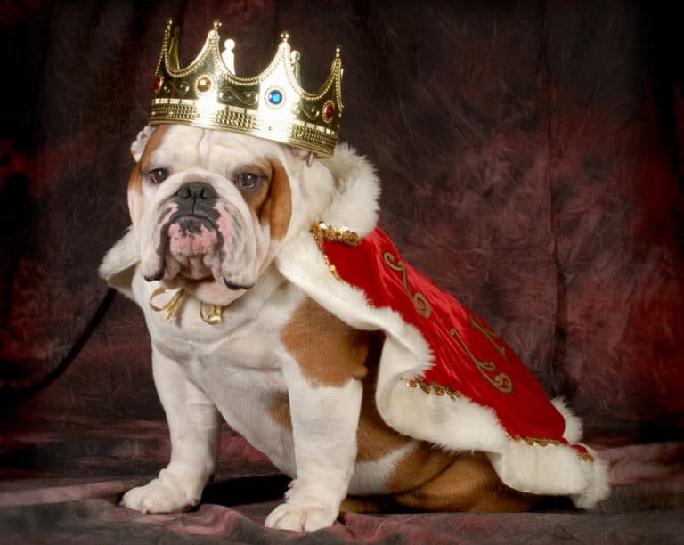 The Pennsylvania Renaissance Faire Features Royal Dog Days