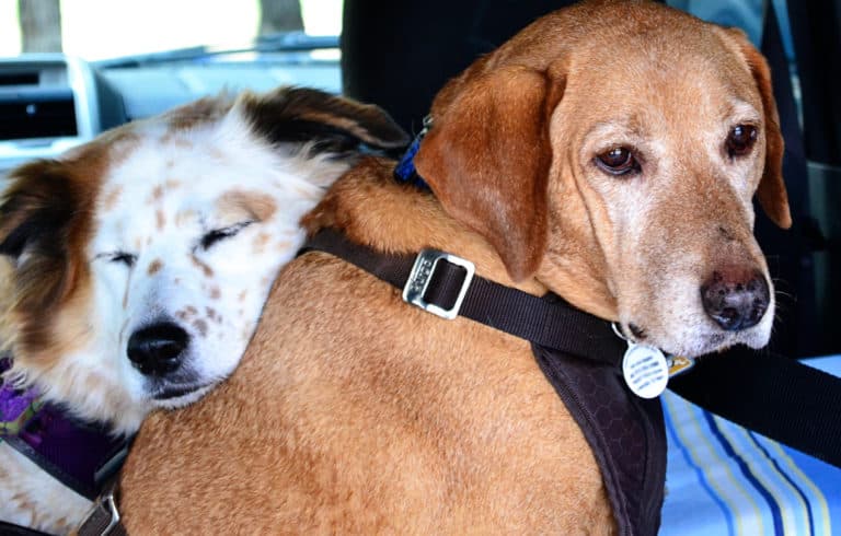 12 Tips for Keeping Your Dog Cool in the Car