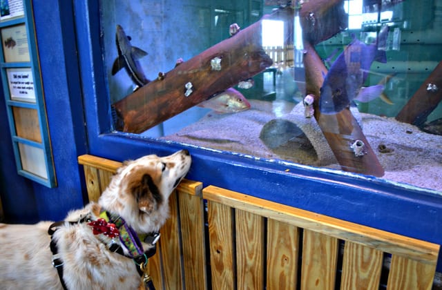 dog-friendly aquarium