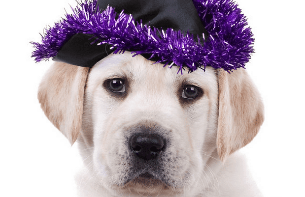 What’s the Largest Dog Festival in the US?