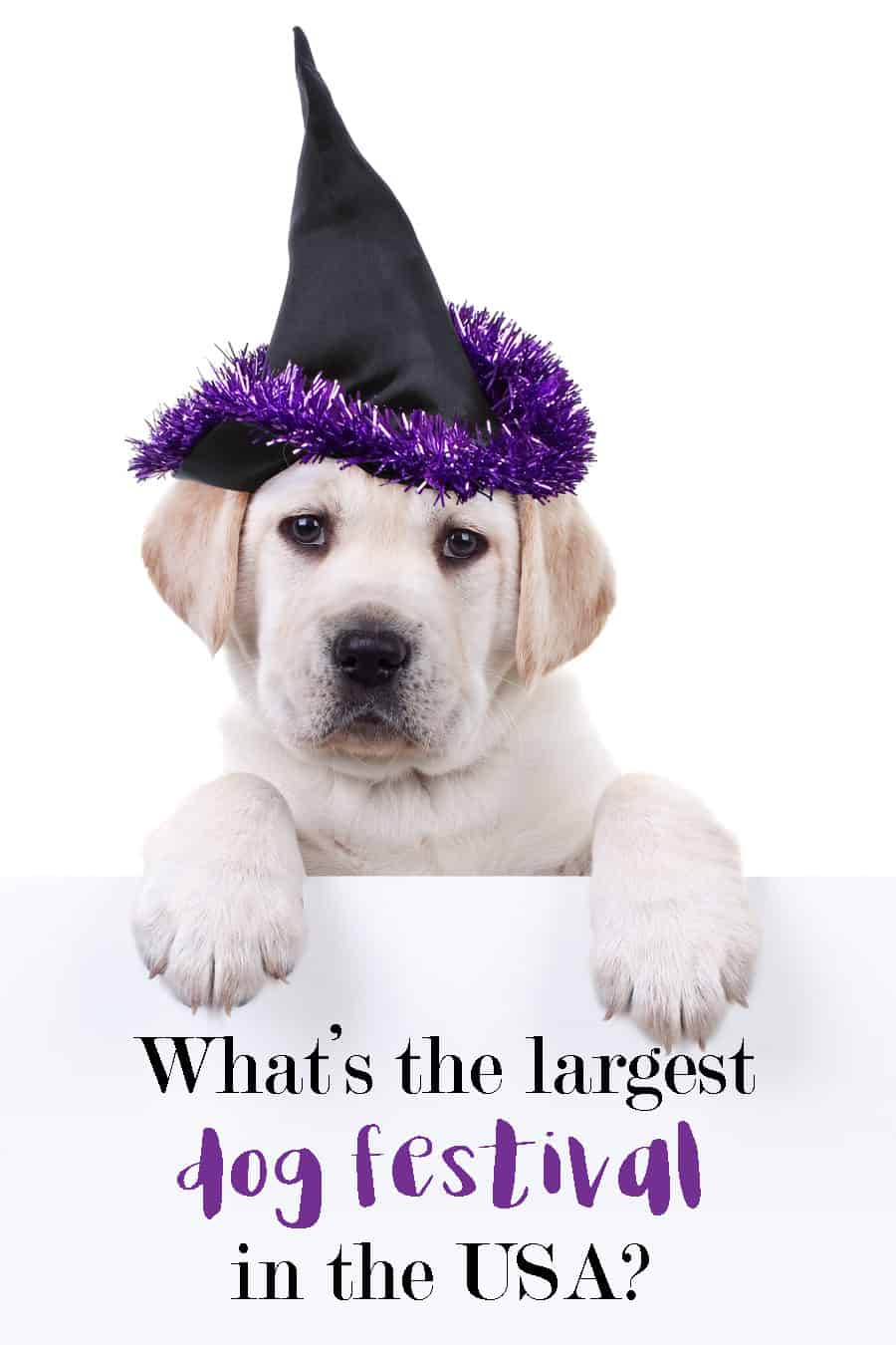 What's the largest dog festival in the United States? 