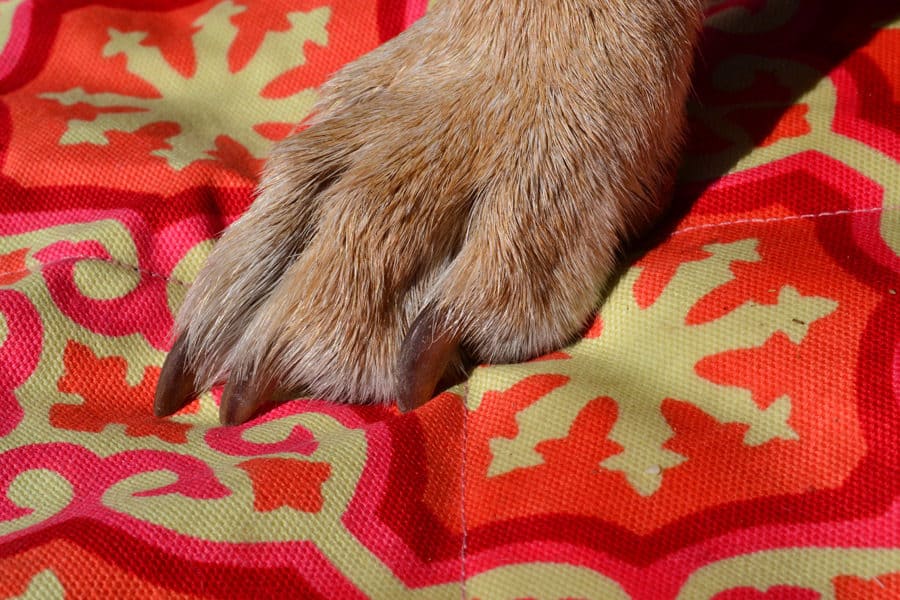closeup of Molly Mutt 100% cotton canvas fabric