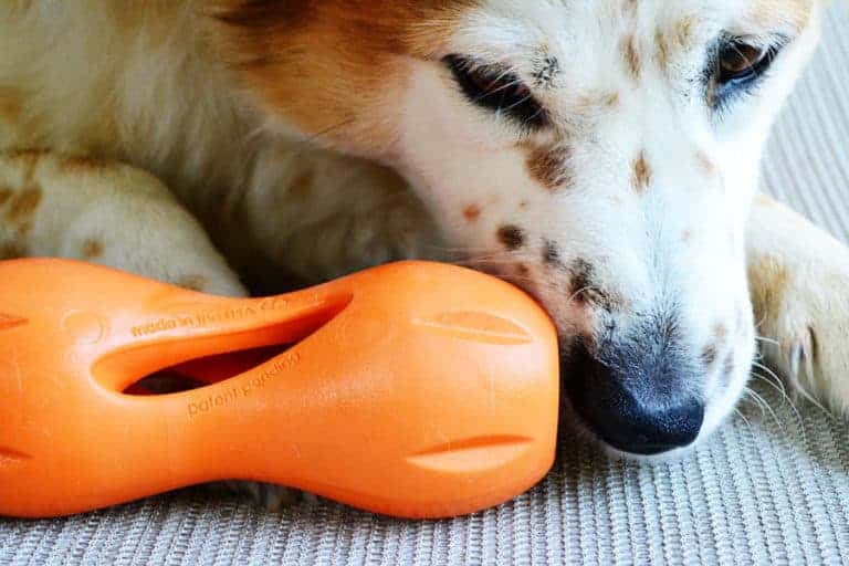 Keep Your Dog Busy with Qwizl