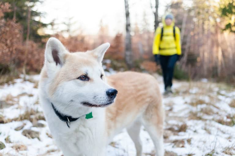 Celebrate National Take a Hike Day with Your Dog