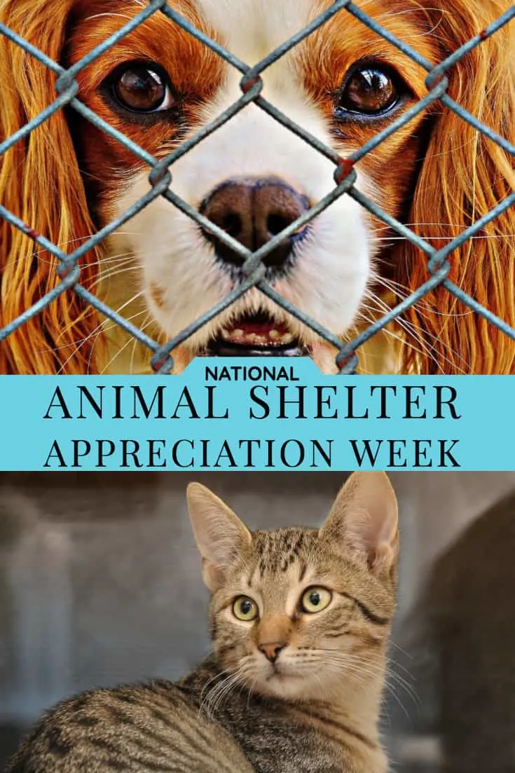National Animal Shelter Appreciation Week
