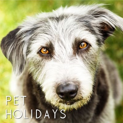 2019 Pet Holidays - 175+ Days, Weeks & Months For Dogs & Cats