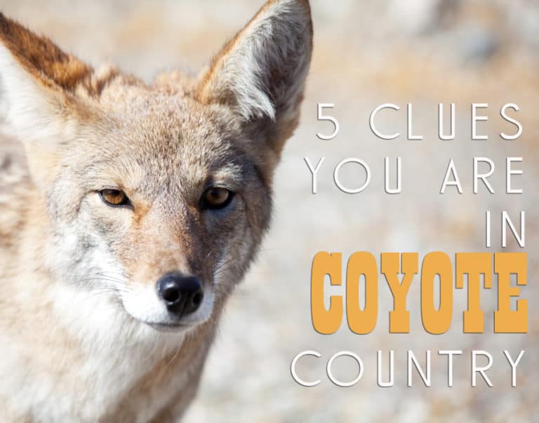 5 Clues You Are Walking in Coyote Country