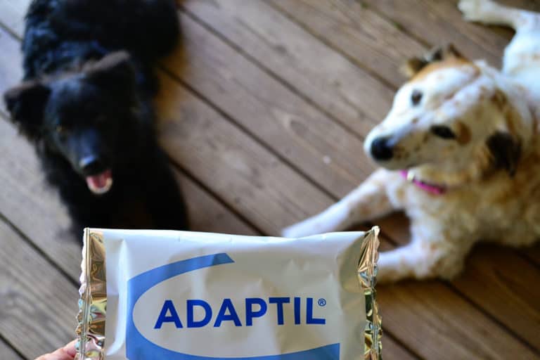 10 Ways to De-Stress Your Dog