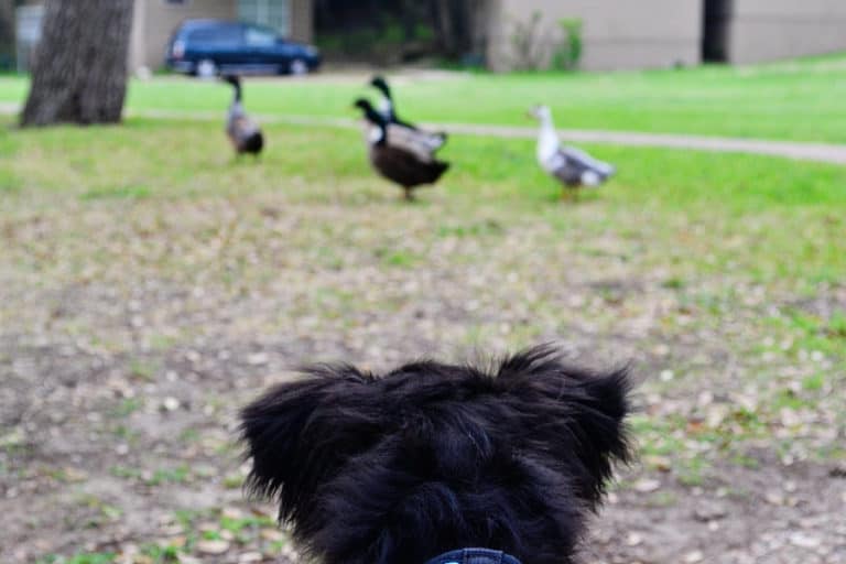 Socializing Your Puppy: Meeting Something Scary