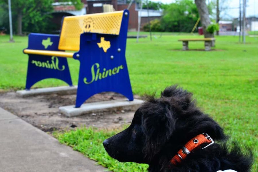 dog in Shiner, Texas