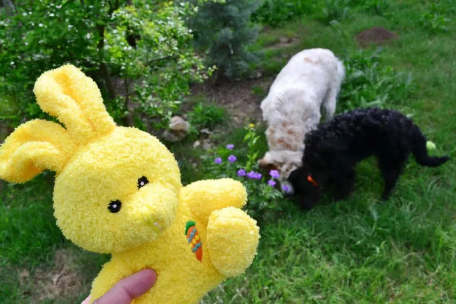 two dogs with Easter toy
