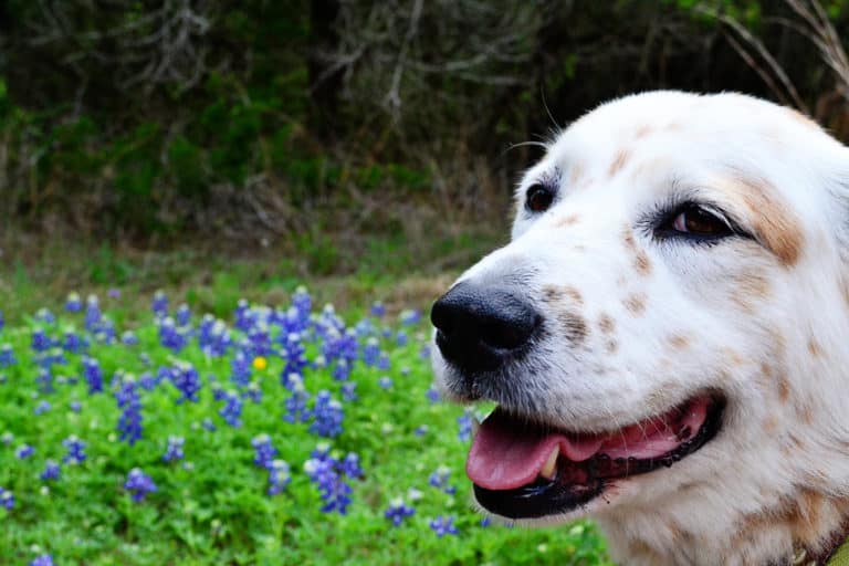Wordless Wednesday: Bluebonnet Season!