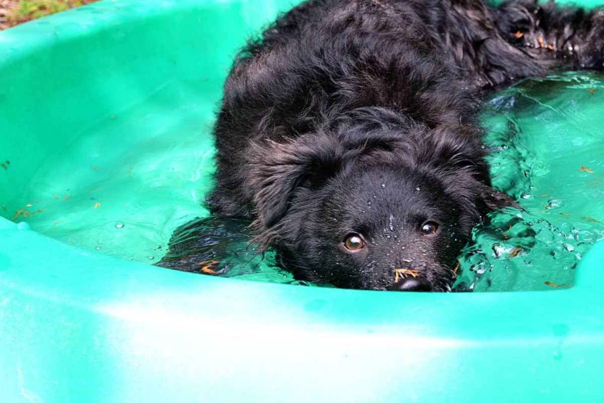 How to Keep Dogs Cool on Hot Summer Days