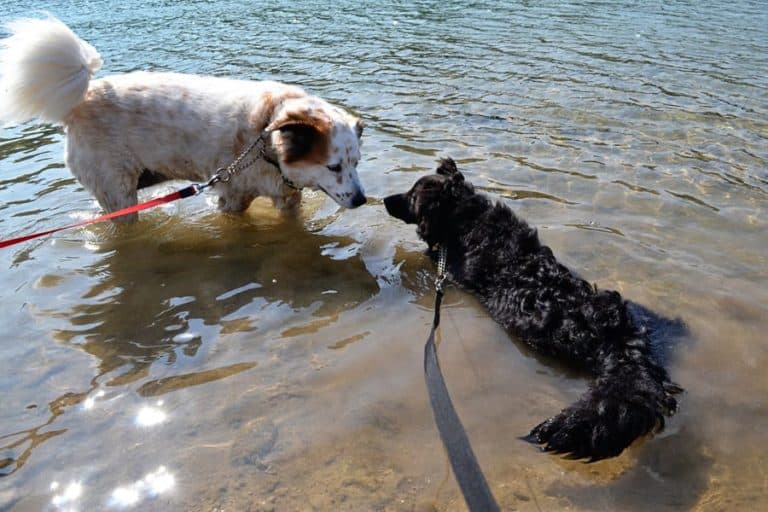 10 Tips for Taking Your Dog Swimming in a Lake or River