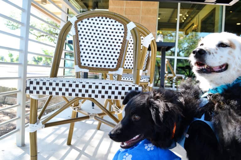 7 Activities for Your Dog When It’s 100 Degrees or Hotter!