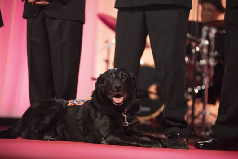 National Disaster Search Dog Foundation Honored at Petco Foundation Gala