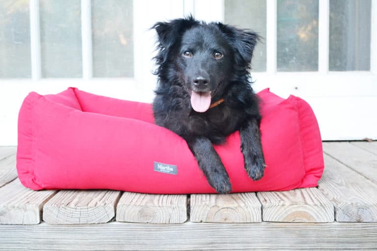Is Your Dog a Cuddler? Barli Reviews the Martha Stewart Cuddler Bed