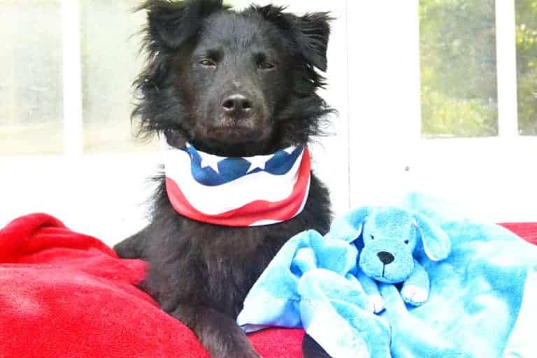 Using Adaptil to Help Your Dog Stay Calm This Summer!