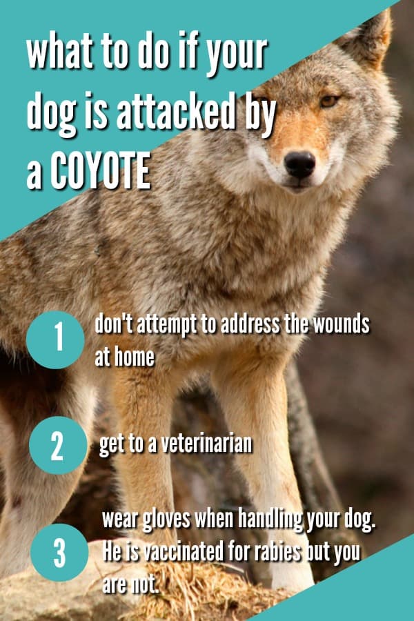 coyote attack dog