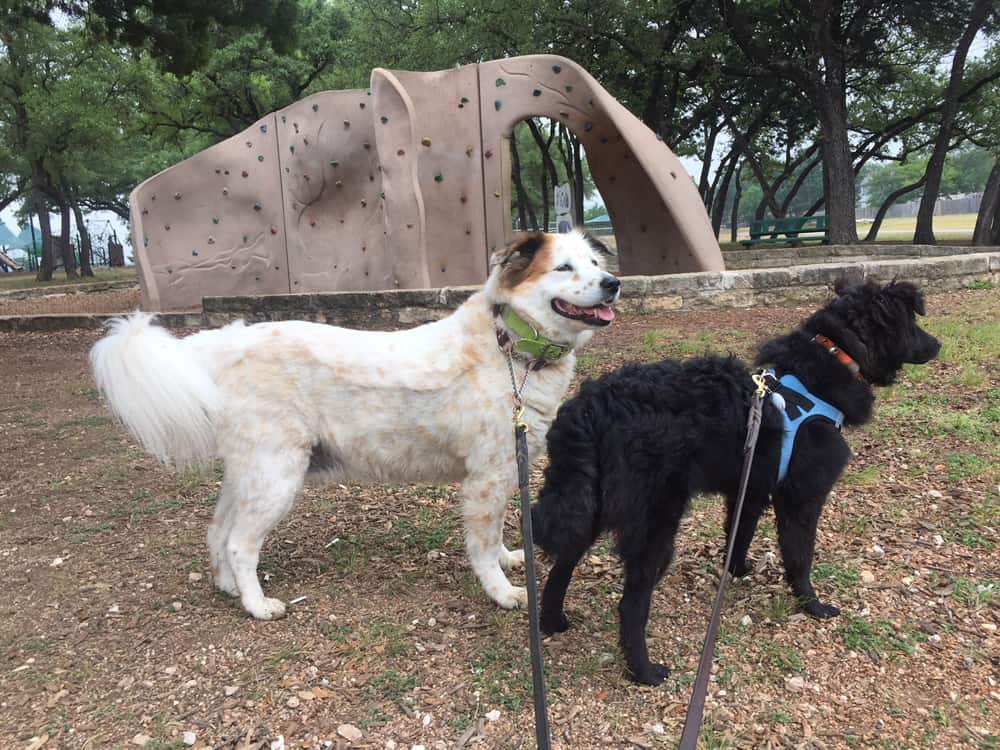 Everyday Outings as Enrichment