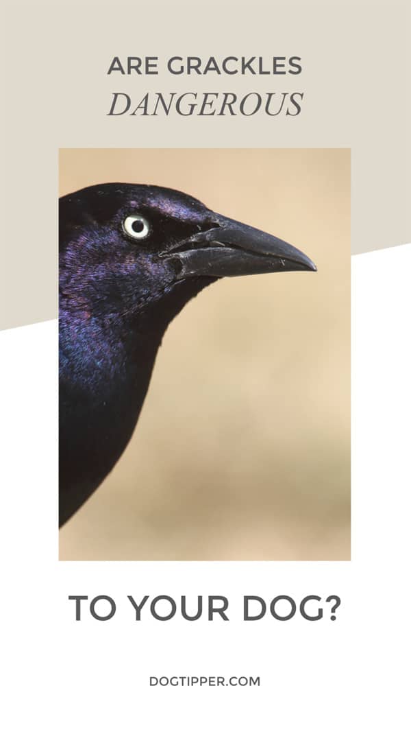 are grackles dangerous to your dog