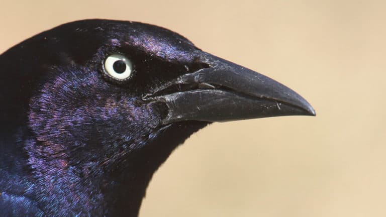 Are Grackles Dangerous to Your Dog?