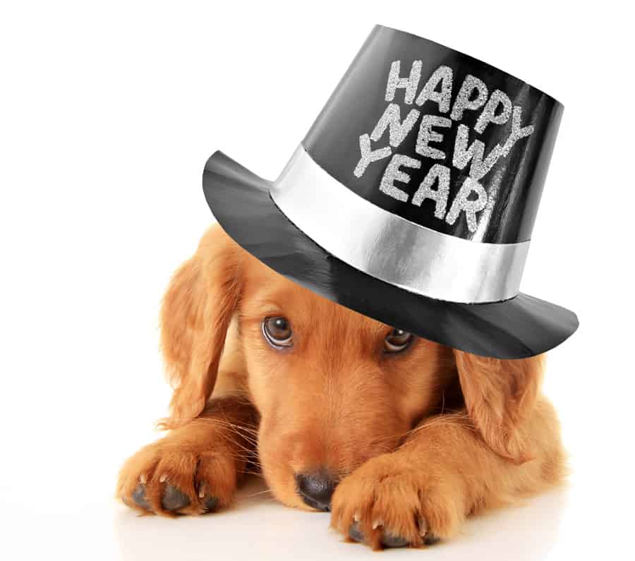 84 New Year's Resolutions for Your Dog