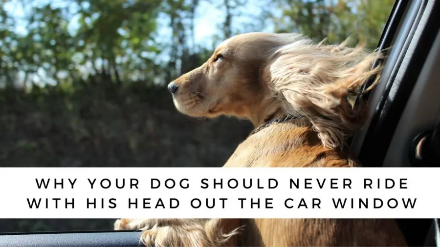 Why Your Dog Should Never Ride with His Head out the Car Window