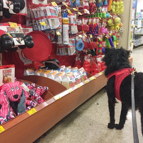 dog in the aisle PetSmart