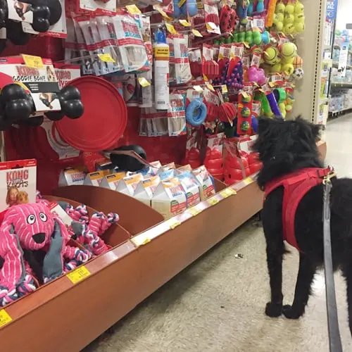 dog in PetSmart aisle