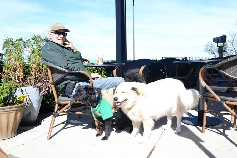 dogs on Starbucks dog-friendly patio