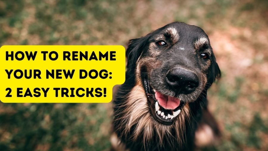 How to Rename Your New Dog: 2 Easy Tricks!