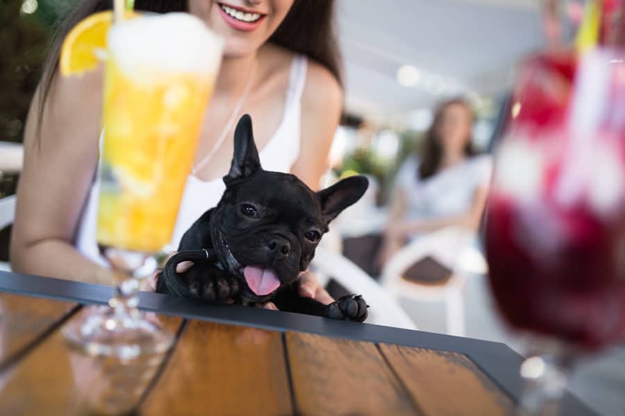 french bulldog sitting in lap of woman at bar with cocktail in foreground